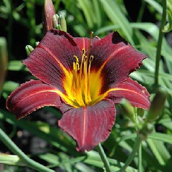 Лилейник Hemerocallis ‘Black Prince’ 